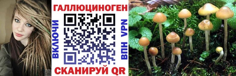 darknet официальный сайт Камызяк Псилоцибиновые грибы мухоморы